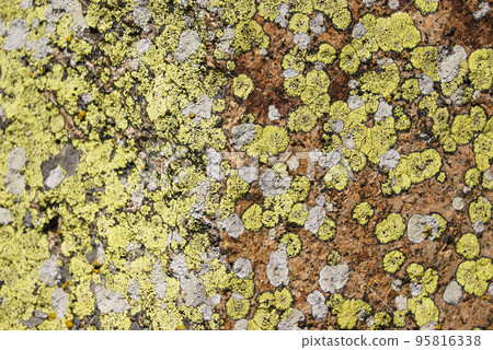 Mosses and lichens, close-up Mosses and lichens, close-up 95816338