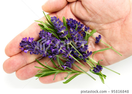 lavender flower in hand on white. lavender flowers blooms on white background. lavender flower in hand on white. lavender flowers blooms on white background. 95816848