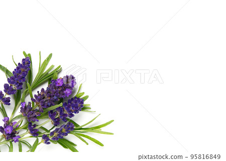 lavender flower isolated on white. lavender flowers blooms on white background. lavender flower isolated on white. lavender flowers blooms on white background. 95816849