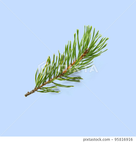 pine twig isolated, Pine branch on white background 95816916