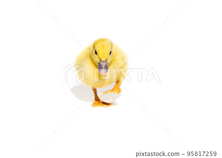 NewBorn little Cute yellow duckling isolated on white. 95817259