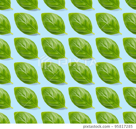 Italian Basil leaf herb seamless pattern on blue background, Creative seamless pattern made from fresh green basil flat lay layout. Italian Basil leaf herb seamless pattern on blue background, Creative seamless pattern made from fresh green basil flat lay layout. 95817285
