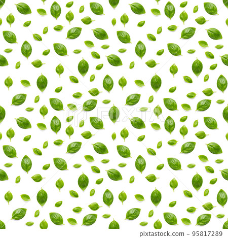 Italian Basil leaf herb seamless pattern on white background, Creative seamless pattern made from fresh green basil flat lay layout. Italian Basil leaf herb seamless pattern on white background, Creative seamless pattern made from fresh green basil flat lay layout. 95817289