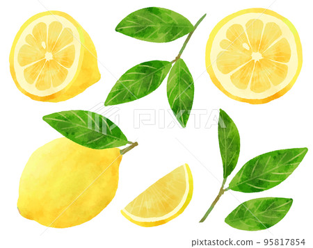檸檬和樹葉的插圖手繪水彩風格 95817854