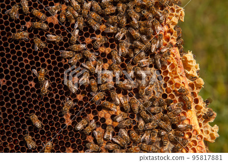Working bees in a hive on honeycomb. Bees inside hive with sealed and open cells for their young.. Working bees in a hive on honeycomb. Bees inside hive with sealed and open cells for their young.. 95817881
