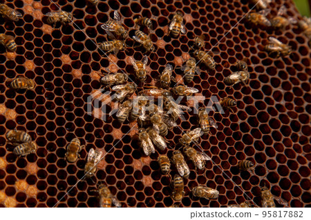 Queen bee in centre. Honeybees in nest around queen bee. . Queen bee in centre. Honeybees in nest around queen bee. . 95817882