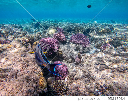 Close up view of Surgeon fish or sohal tang fish (Acanthurus sohal) at the Red Sea coral reef.. Close up view of Surgeon fish or sohal tang fish (Acanthurus sohal) at the Red Sea coral reef.. 95817984
