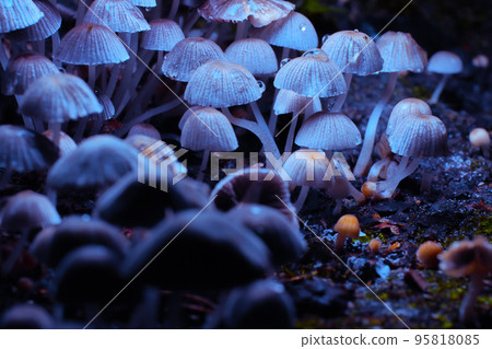 Small mushrooms toadstools. Psilocybin mushrooms under ultraviolet light. Selective focus 95818085