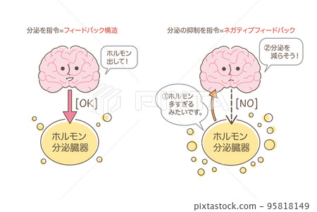 激素的分泌和抑制 95818149