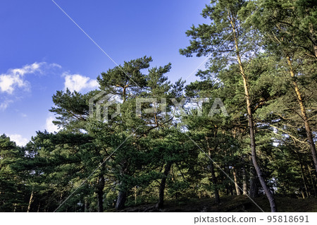 Polish wild forest - Kampinos National Park, Poland 95818691