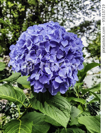 Hydrangea macrophylla known as bigleaf, French or mophead hydrangea, penny mac and hortensia Hydrangea macrophylla known as bigleaf, French or mophead hydrangea, penny mac and hortensia 95818719