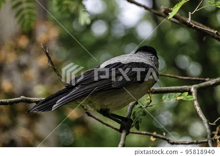 Hooded crow (Corvus cornix) also known as scald-crow or hoodie in Polish park - Warsaw, Poland Hooded crow (Corvus cornix) also known as scald-crow or hoodie in Polish park - Warsaw, Poland 95818940