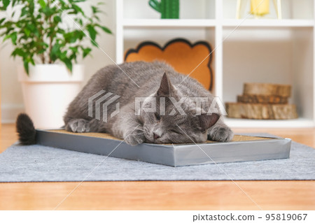 A gray cat is playing on scratching post A gray cat is playing on scratching post 95819067