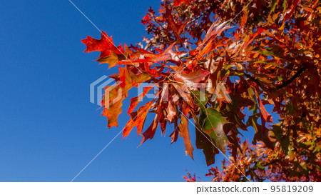 autumn leaves against blue sky. high quality photo autumn leaves against blue sky. high quality photo 95819209