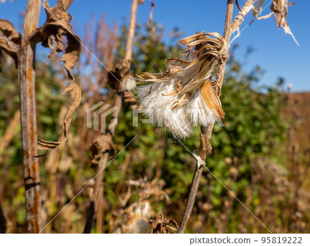 cotton seedpod in autumn close up. high quality photo cotton seedpod in autumn close up. high quality photo 95819222