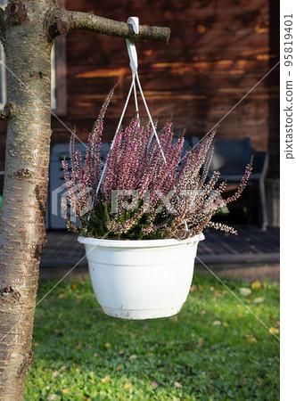 autumn flowers heather autumn flowers heather 95819401