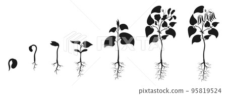 Bean seedling growth. Bean seed germination silhouette. Plant development infographic 95819524