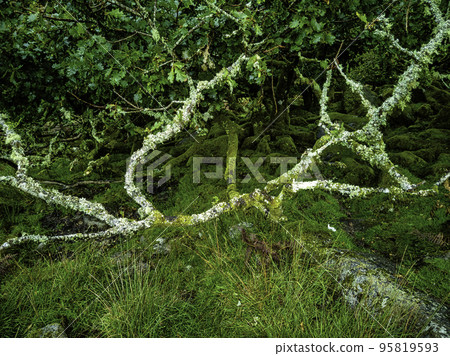 Wistman's Wood National Nature Reserve - Dartmoor, Devon, UK 95819593