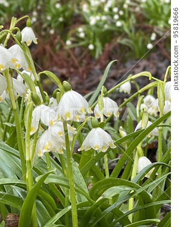 White Summer Snowflake flowers .Botanical garden. copy space, Close up 95819666