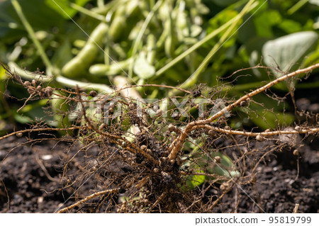 Soybean root nodule (hiden-mame) 95819799