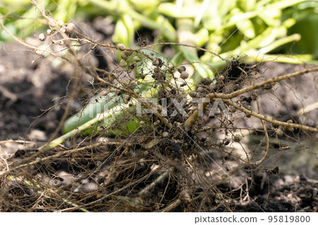 Soybean root nodule (hiden-mame) 95819800
