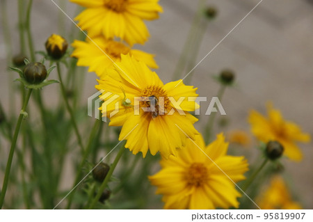 花 95819907