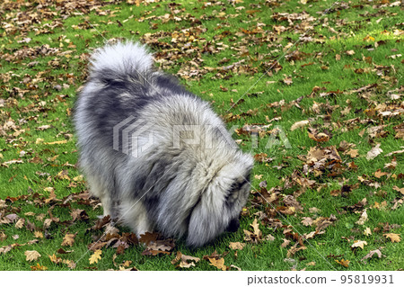 Keeshond is a medium-sized dog with a plush, two-layer coat of silver and black fur with a ruff and a curled tail Keeshond is a medium-sized dog with a plush, two-layer coat of silver and black fur with a ruff and a curled tail 95819931