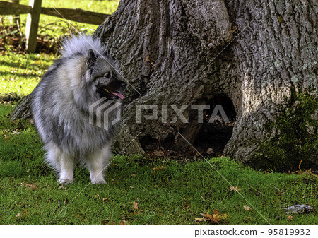 Keeshond is a medium-sized dog with a plush, two-layer coat of silver and black fur with a ruff and a curled tail 95819932