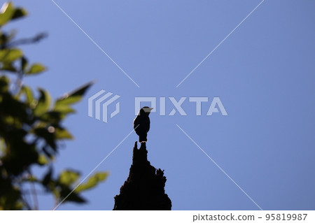 Scenery of a black silhouette of a red-breasted flycatcher perched at the tip of a tree trunk against the blue sky and leaves Scenery of a black silhouette of a red-breasted flycatcher perched at the tip of a tree trunk against the blue sky and leaves 95819987