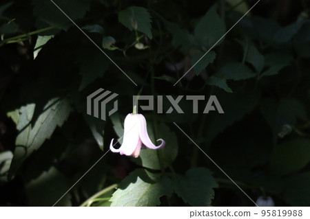 A close-up view of the white petals of Takane Hansho flowers in the light A close-up view of the white petals of Takane Hansho flowers in the light 95819988