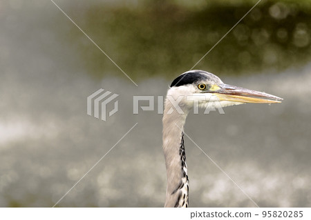 Wild grey heron (Ardea cinerea)  95820285