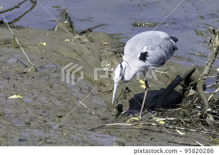 Wild grey heron (Ardea cinerea)  95820286