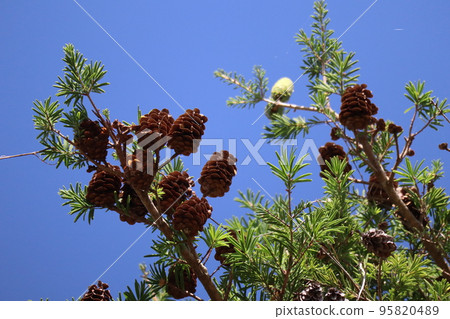 Landscape of blue sky and branch of fir tree with green leaves and brown berries Landscape of blue sky and branch of fir tree with green leaves and brown berries 95820489