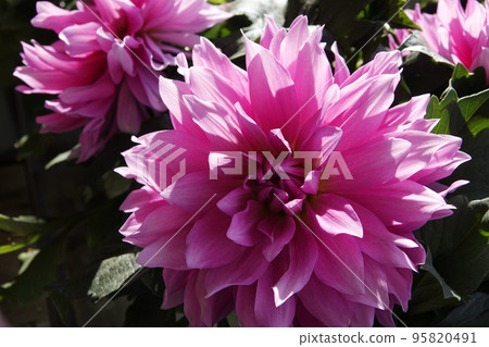 一朵巨大的粉紅色大麗花，綻放華麗而有力 95820491