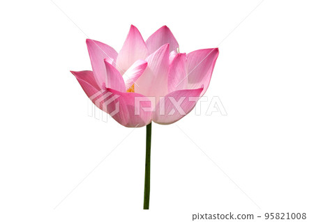 Pink lotus flower 95821008