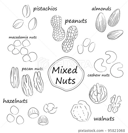 Illustration set of nuts monochrome line drawing with text 95821068