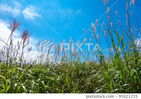 Susuki grows thick under the blue sky Susuki grows thick under the blue sky 95821235