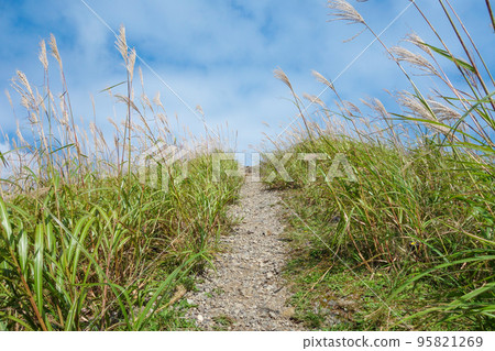 A gravel road cut into a plain of pampas grass A gravel road cut into a plain of pampas grass 95821269