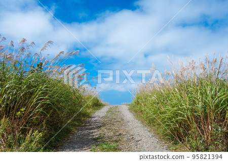 長得太大的蒲葦和碎石路 長得太大的蒲葦和碎石路 95821394