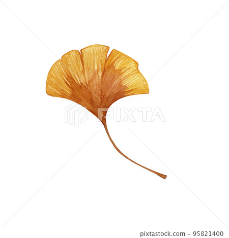 Autumn leaf of a ginkgo tree. Watercolor hand illustration of an isolate on a white background. 95821400