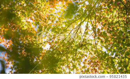 Autumn leaves that shine through the light that colors autumn 95821435