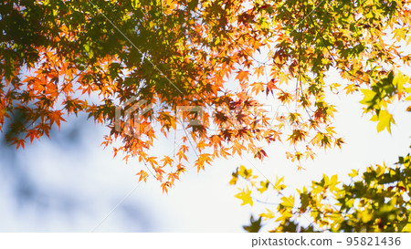 Autumn leaves that shine through the light that colors autumn 95821436