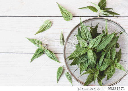 Nettle leaf, freshly picked Urtica dioica on wooden table, top view, copy space Nettle leaf, freshly picked Urtica dioica on wooden table, top view, copy space 95821571