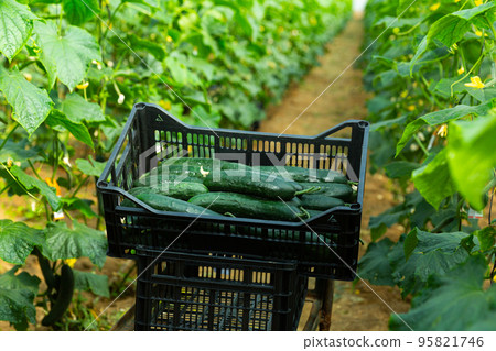 Freshly picked cucumbers in box Freshly picked cucumbers in box 95821746