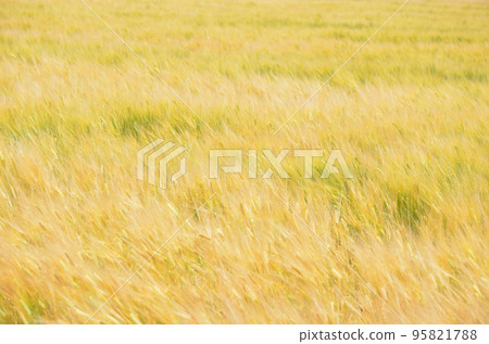 A golden wheat field swaying in the wind 95821788