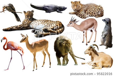 Collage with African mammals and birds 95822016