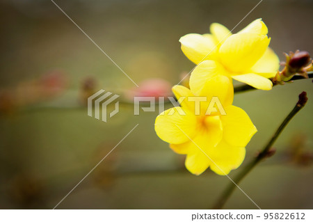 Huangmei flower close-up 95822612