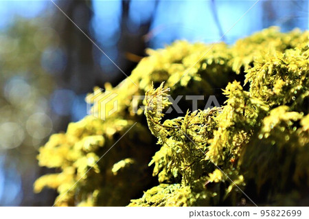 Moss Forest, Moss World 95822699