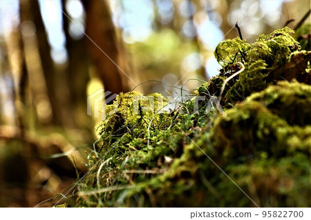 Moss Forest, Moss World 95822700