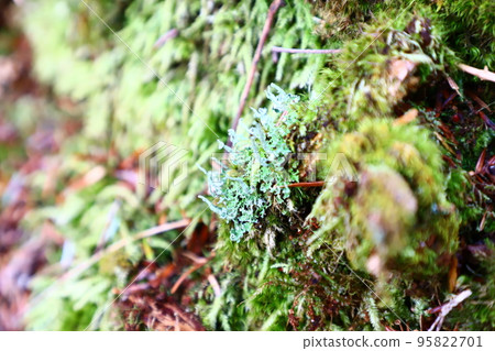 Moss Forest, Moss World 95822701